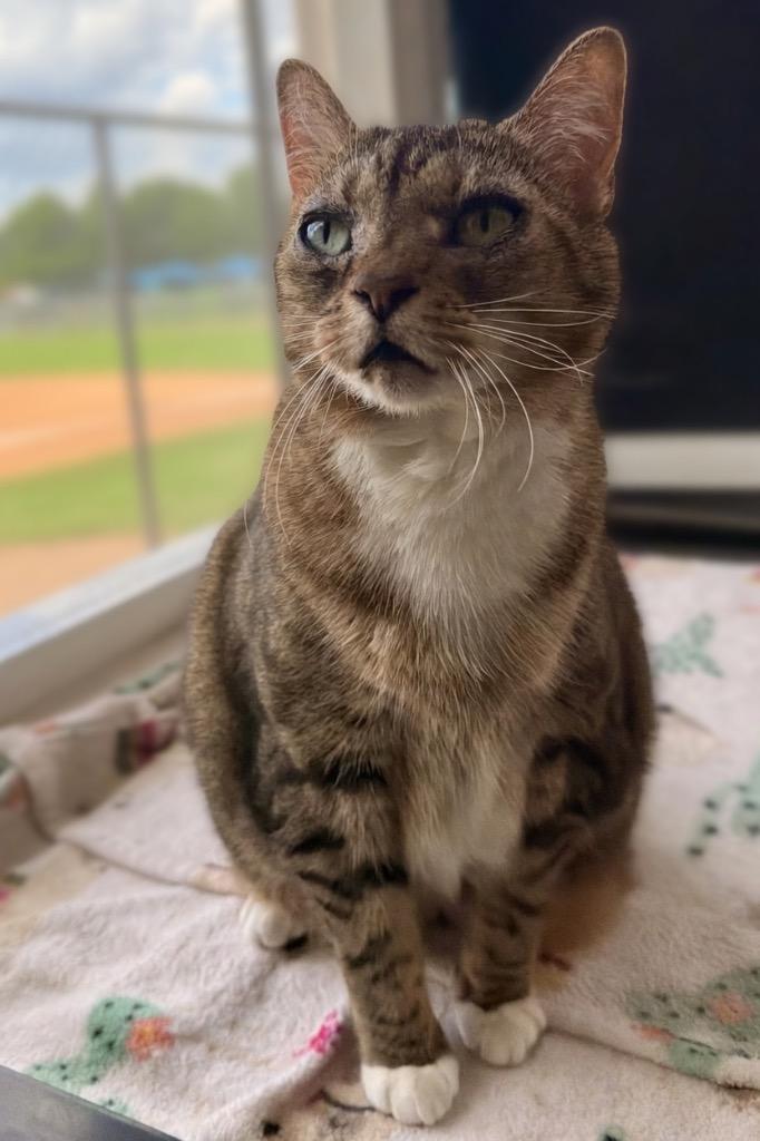 Enlarge Sally Sirloin, a Adoptable Domestic Short Hair in Ocala, FL image 2/5