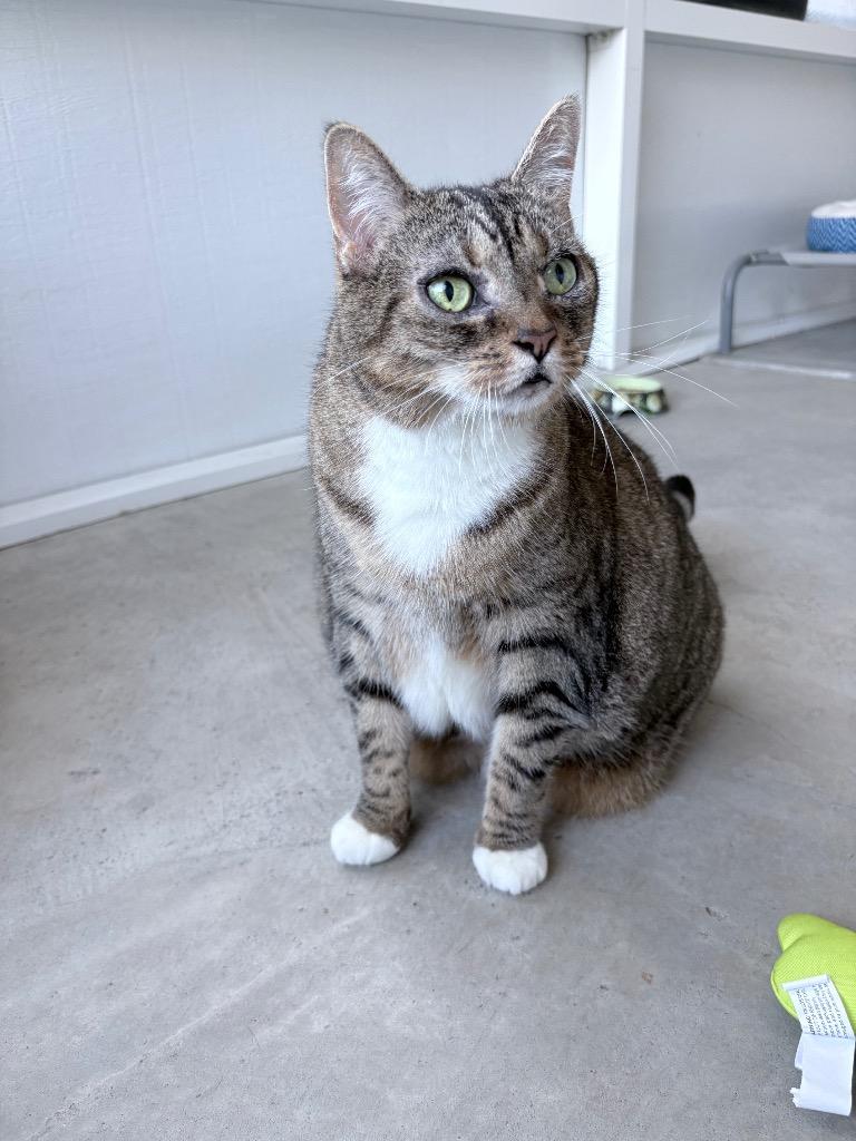 Enlarge Sally Sirloin, a Adoptable Domestic Short Hair in Ocala, FL image 3/5