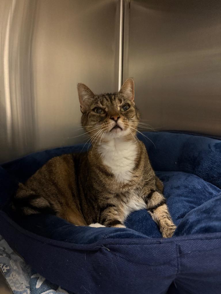Enlarge Sally Sirloin, a Adoptable Domestic Short Hair in Ocala, FL image 4/5
