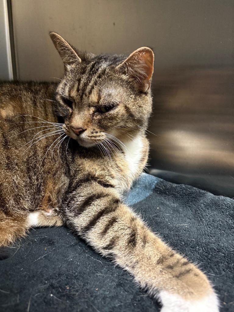 Enlarge Sally Sirloin, a Adoptable Domestic Short Hair in Ocala, FL image 5/5