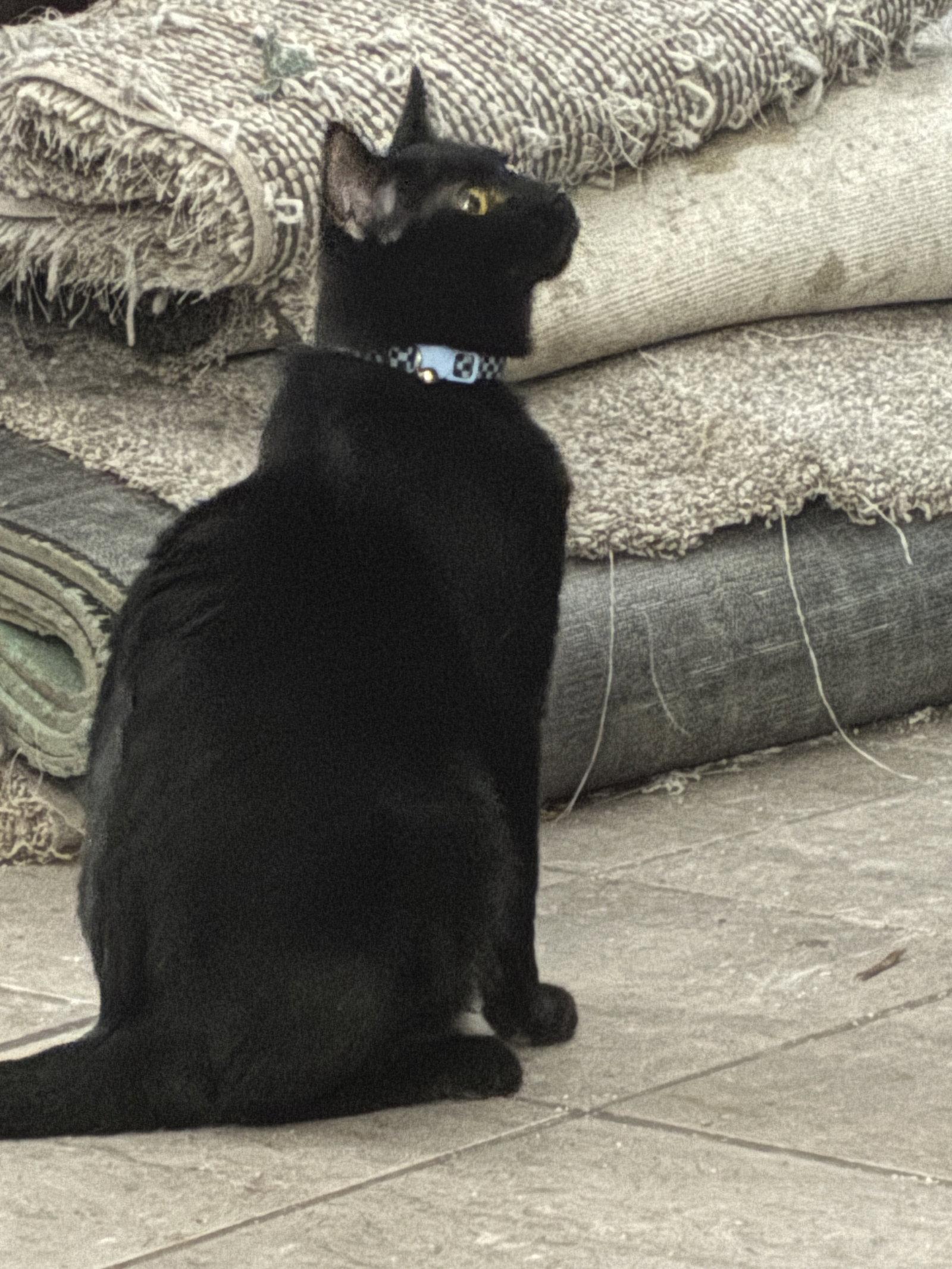 Enlarge Casino, a Adoptable Domestic Short Hair in Glendale, AZ image 1/1