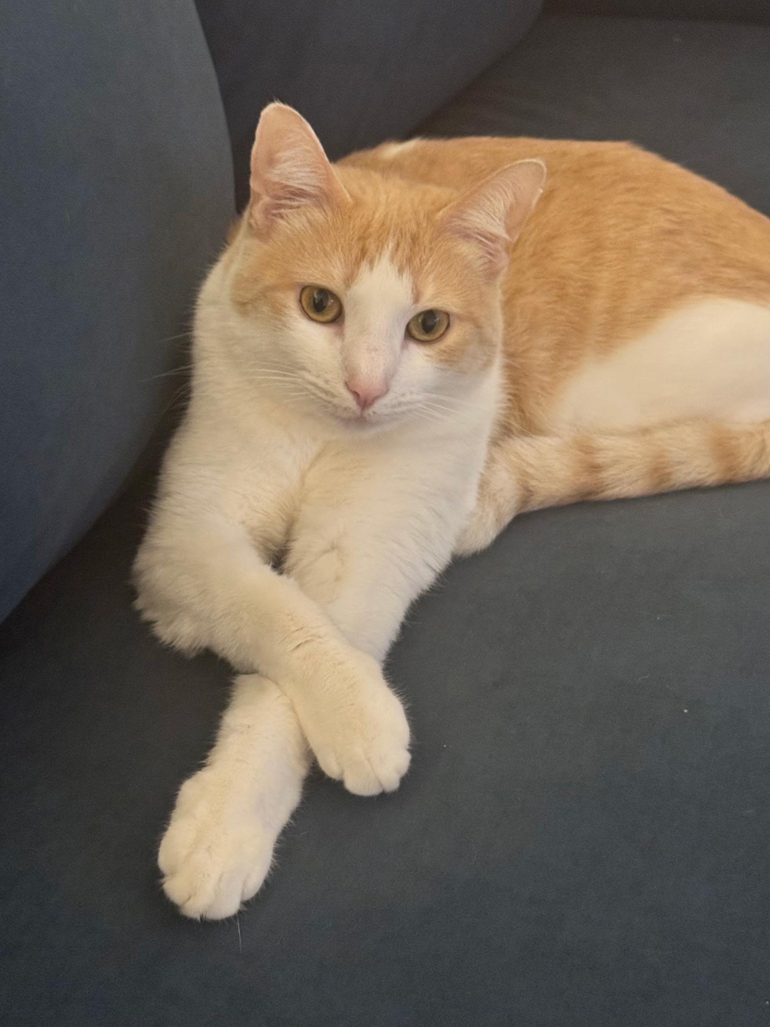 Lola, Adoptable, Young Female American Shorthair.