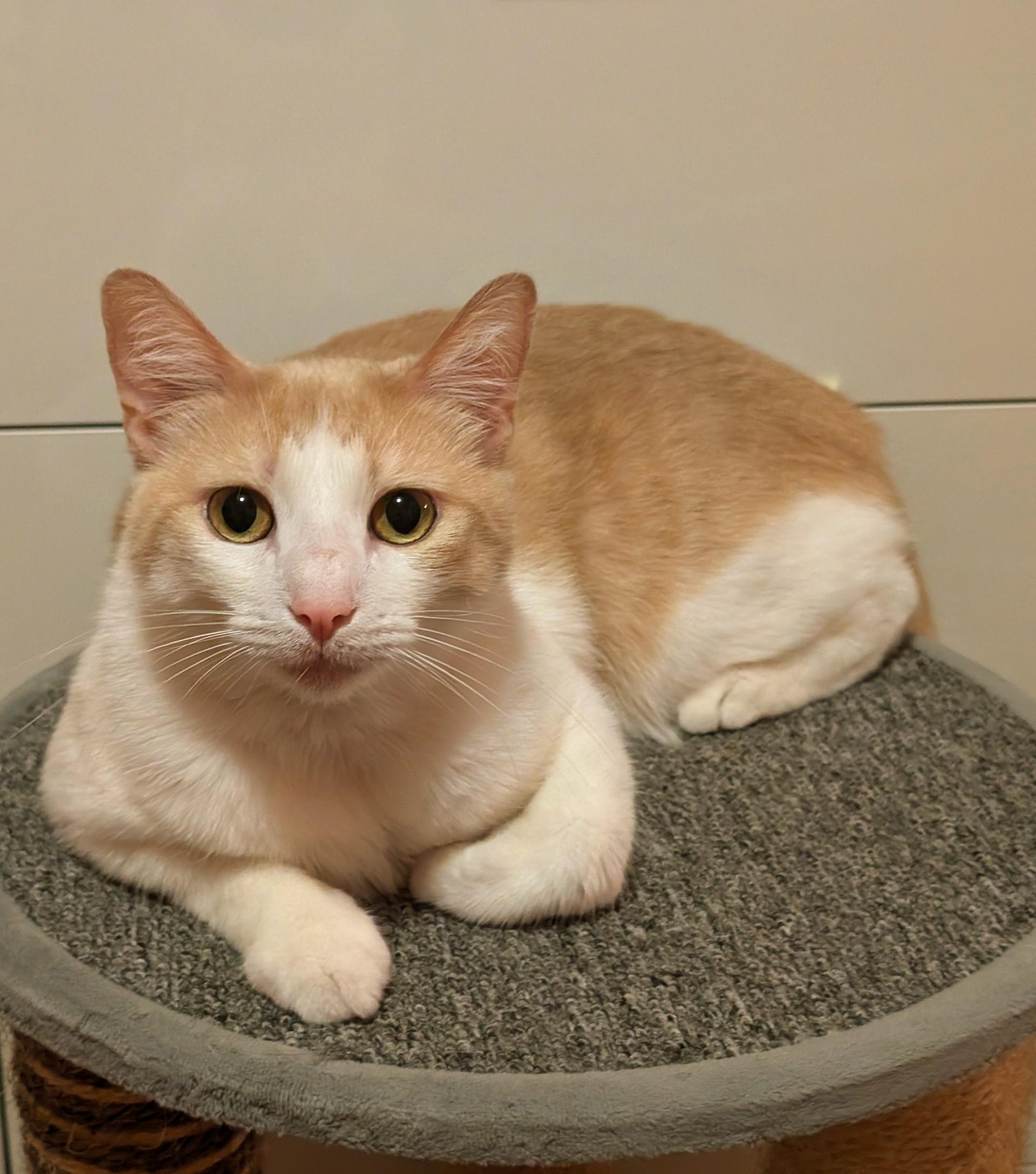 Enlarge Lola, a Adoptable mixed breed in Santa Monica, CA image 2/6