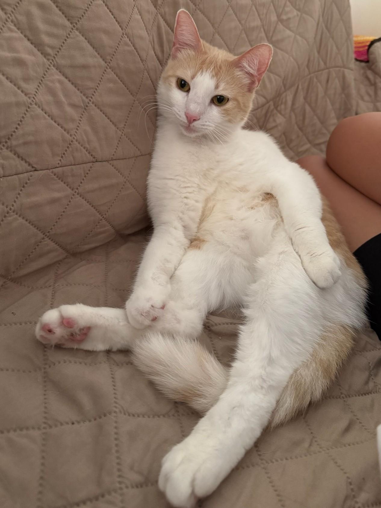 Enlarge Lola, a Adoptable mixed breed in Santa Monica, CA image 1/6