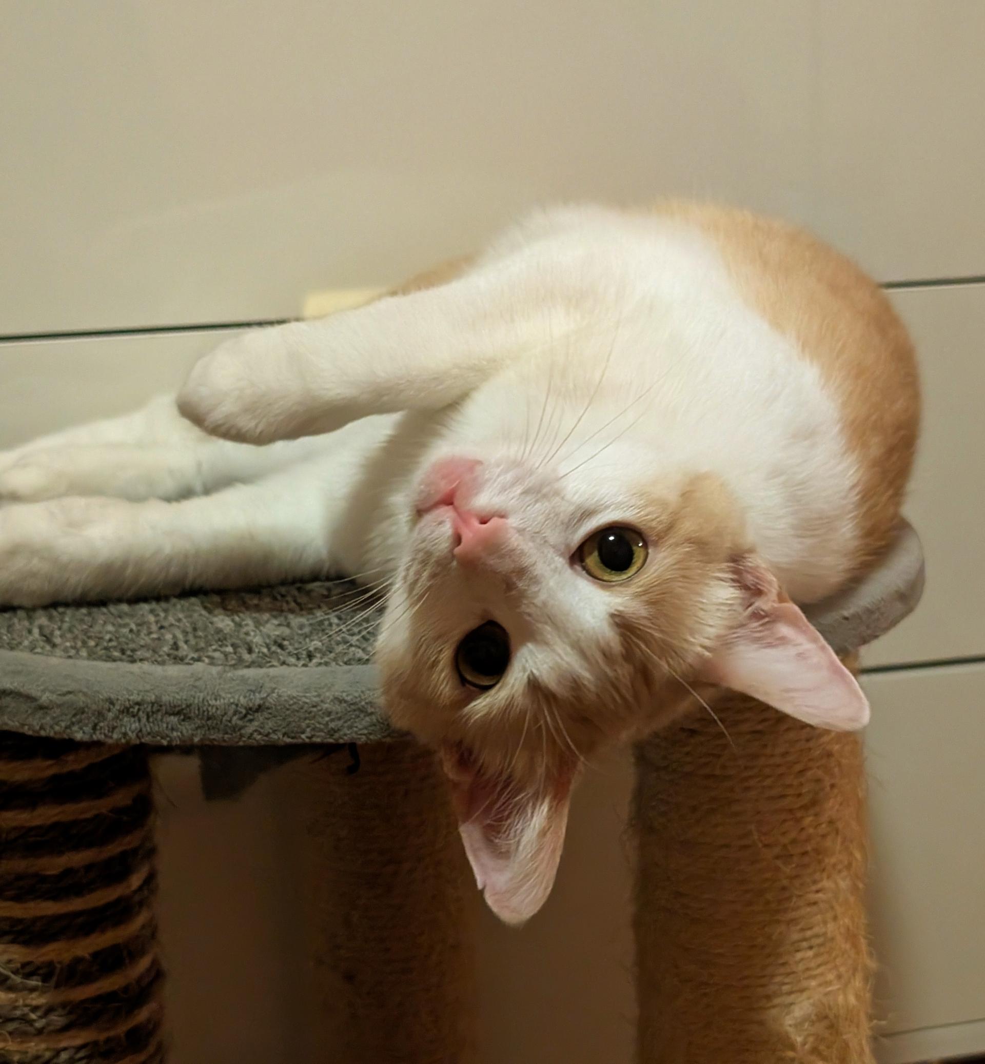 Enlarge Lola, a Adoptable mixed breed in Santa Monica, CA image 4/6