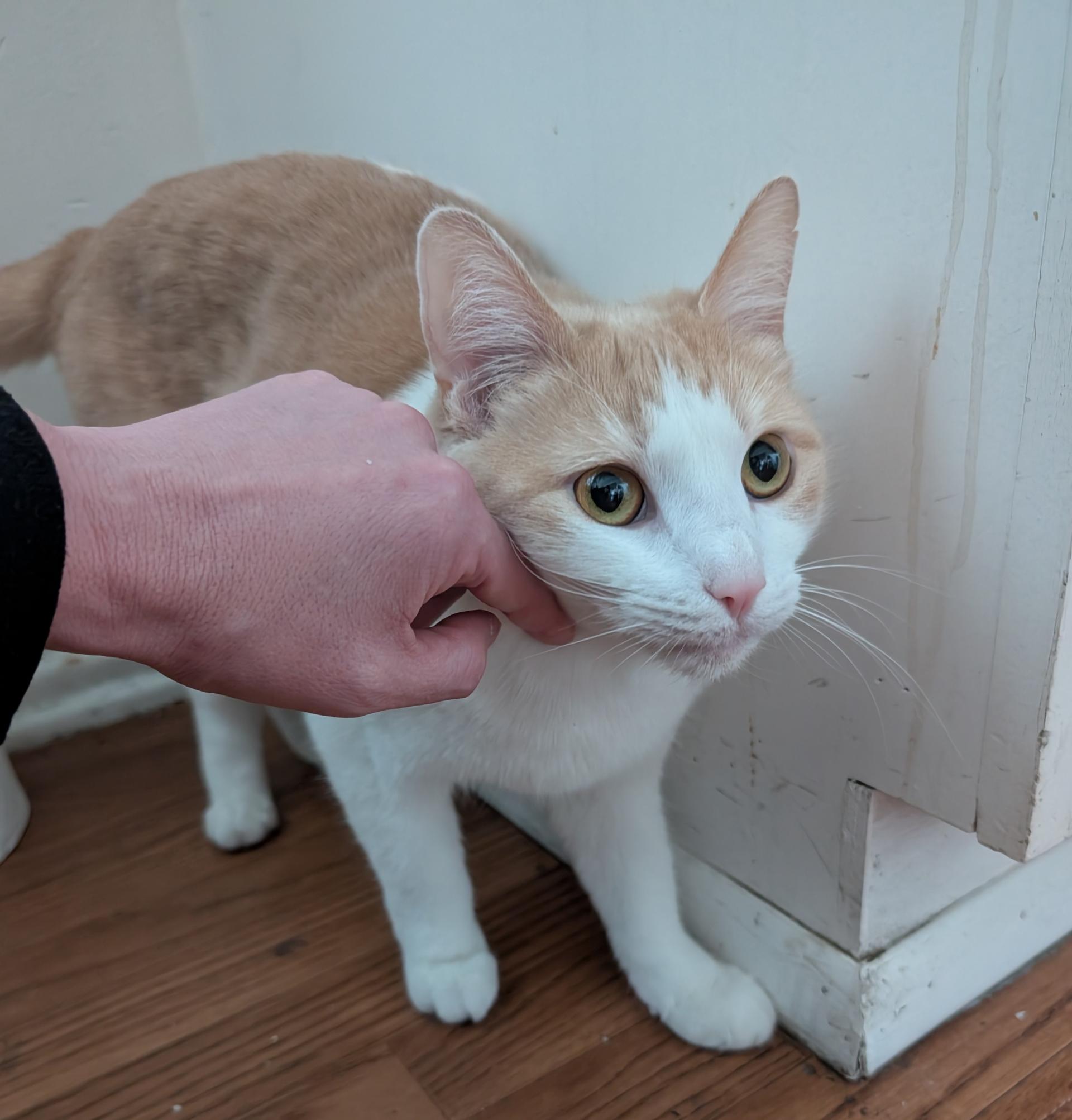 Enlarge Lola, a Adoptable mixed breed in Santa Monica, CA image 6/6