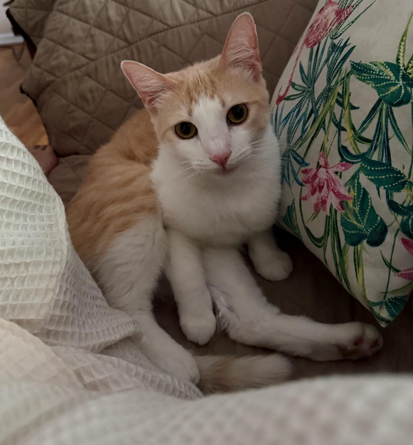 Enlarge Lola, a Adoptable mixed breed in Santa Monica, CA image 3/6