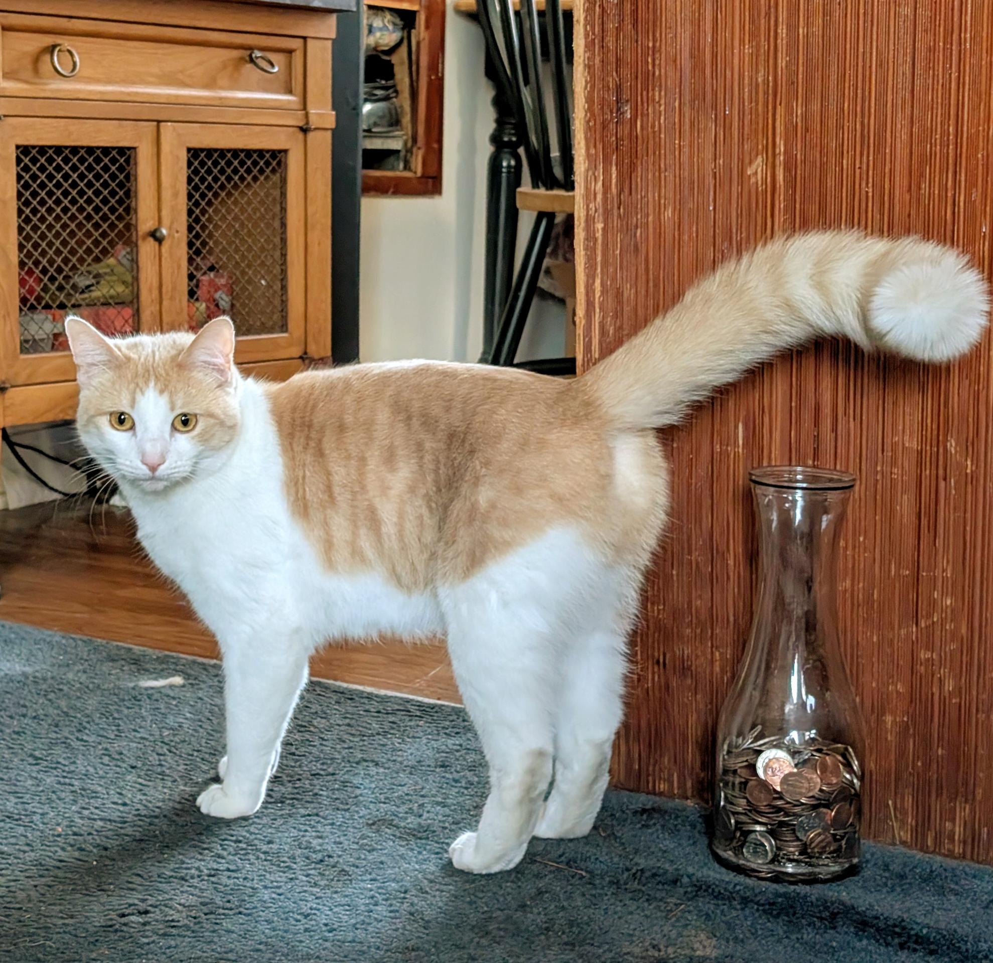 Enlarge Lola, a Adoptable mixed breed in Santa Monica, CA image 5/6