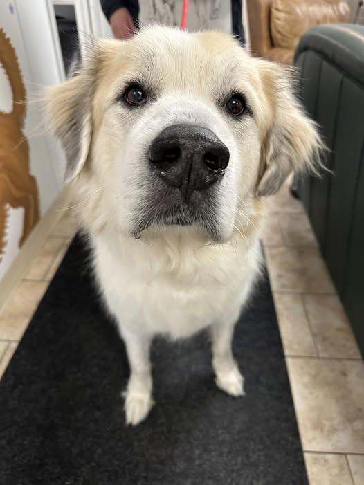 HUDSON, a ADOPTABLE Great Pyrenees in Pacific, MO image 2/2