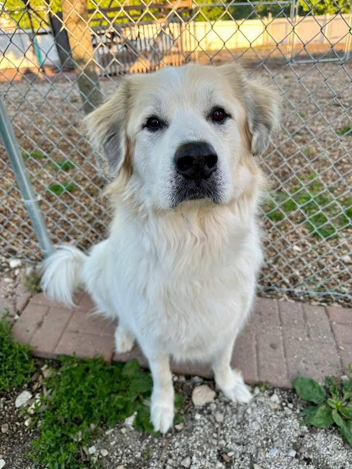 HUDSON, ADOPTABLE, Senior Male Great Pyrenees.