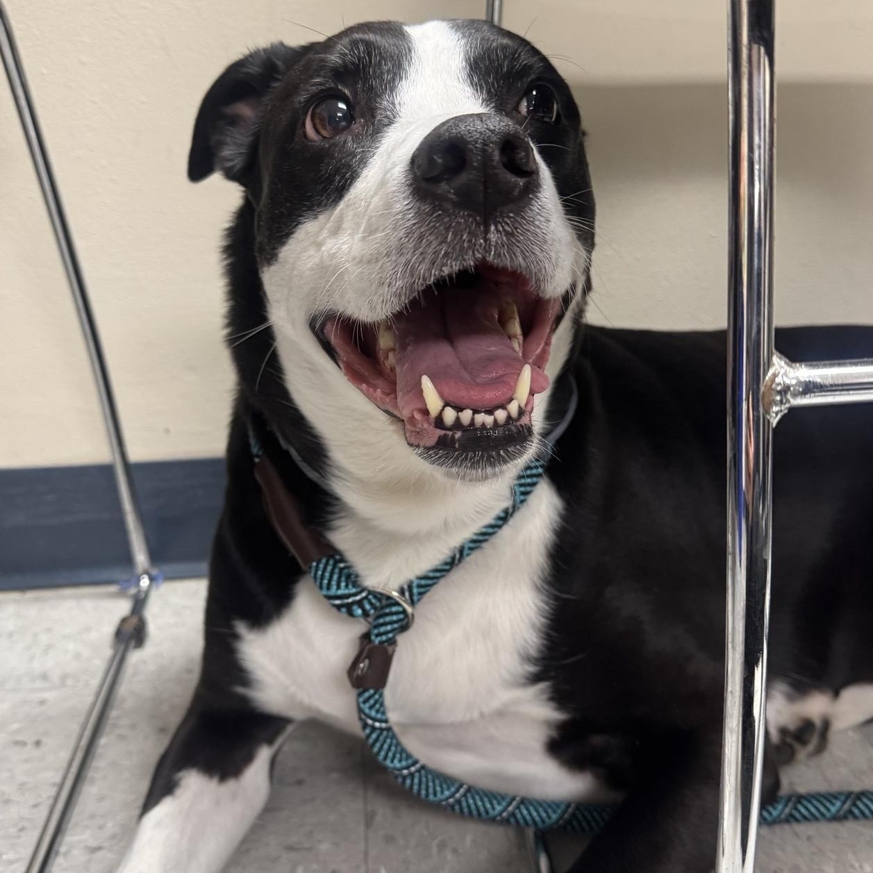 Enlarge Chompy, a Adopted mixed breed in Cranston, RI image 2/4