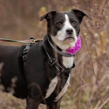 Enlarge Chompy, a Adopted mixed breed in Cranston, RI image 1/4