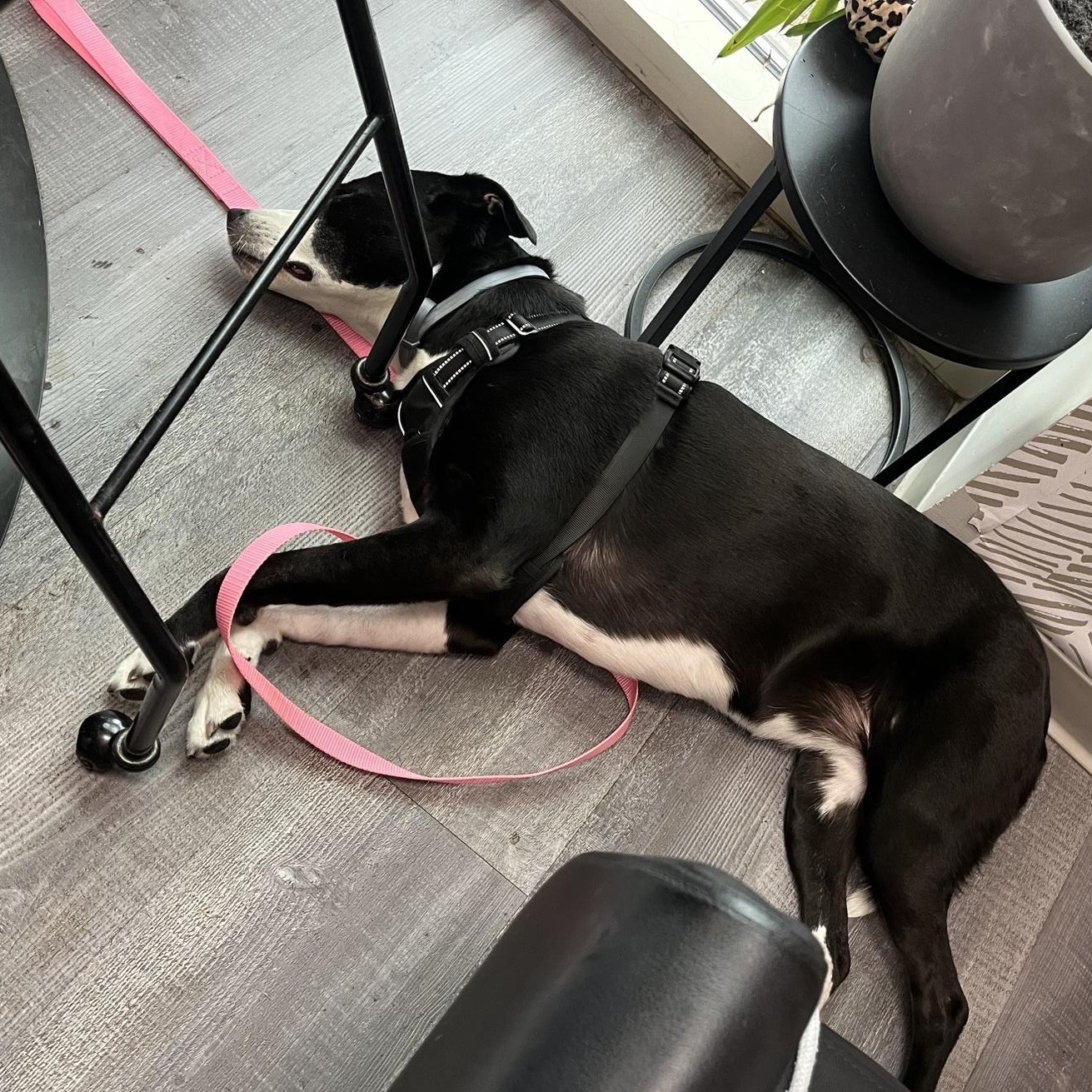 Enlarge Chompy, a Adopted mixed breed in Cranston, RI image 4/4