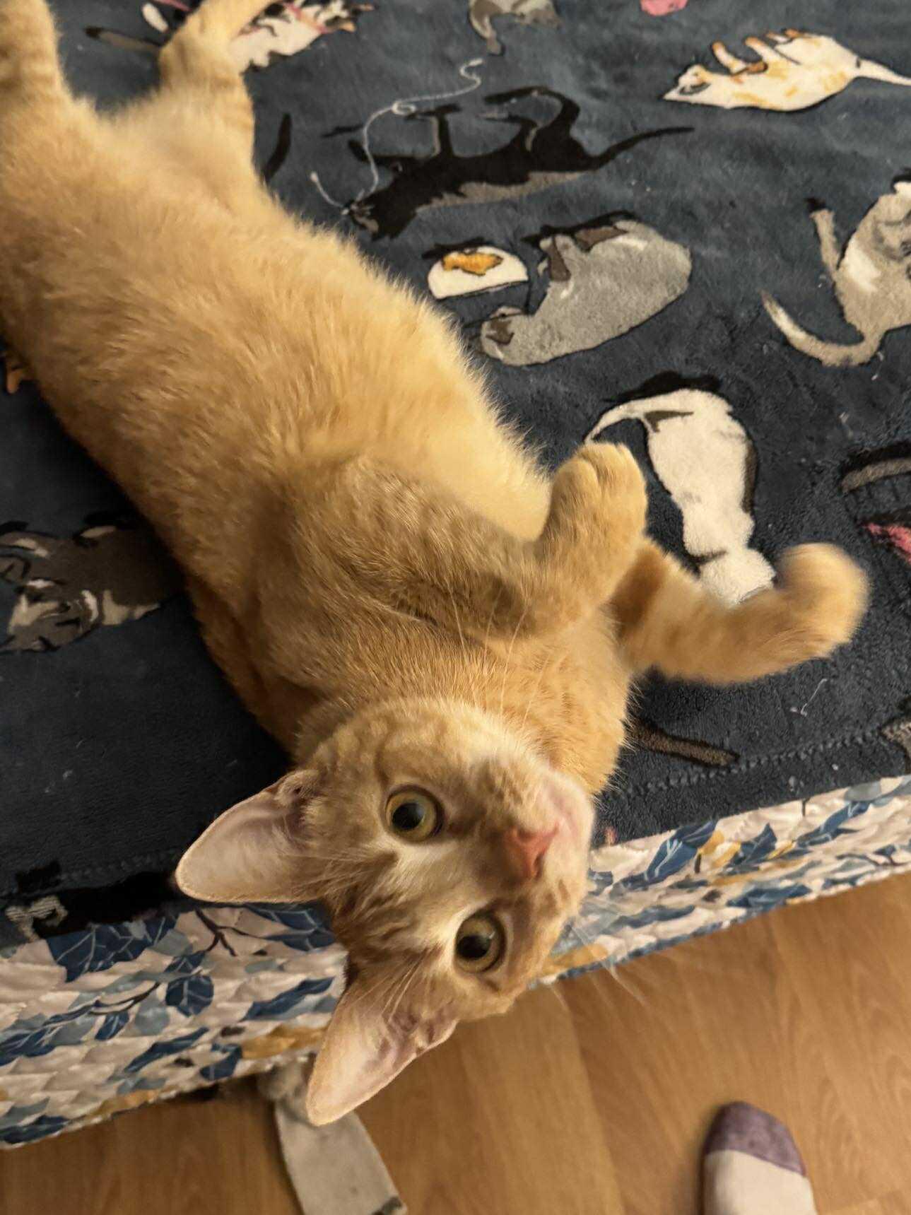 Enlarge Sweet Sadie, a Adopted Domestic Short Hair in Gettysburg, PA image 2/3