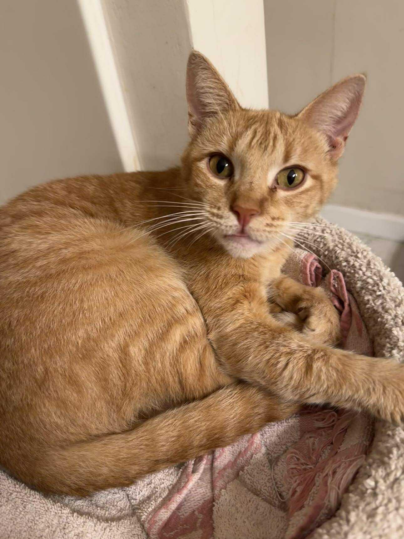 Enlarge Sweet Sadie, a Adopted Domestic Short Hair in Gettysburg, PA image 3/3