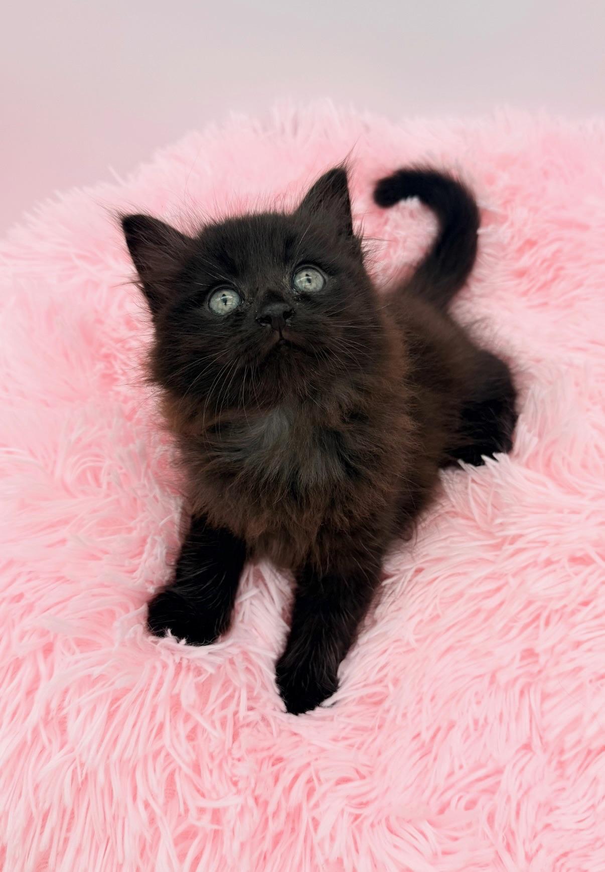 Redwood, adopted, Kitten Male Maine Coon.