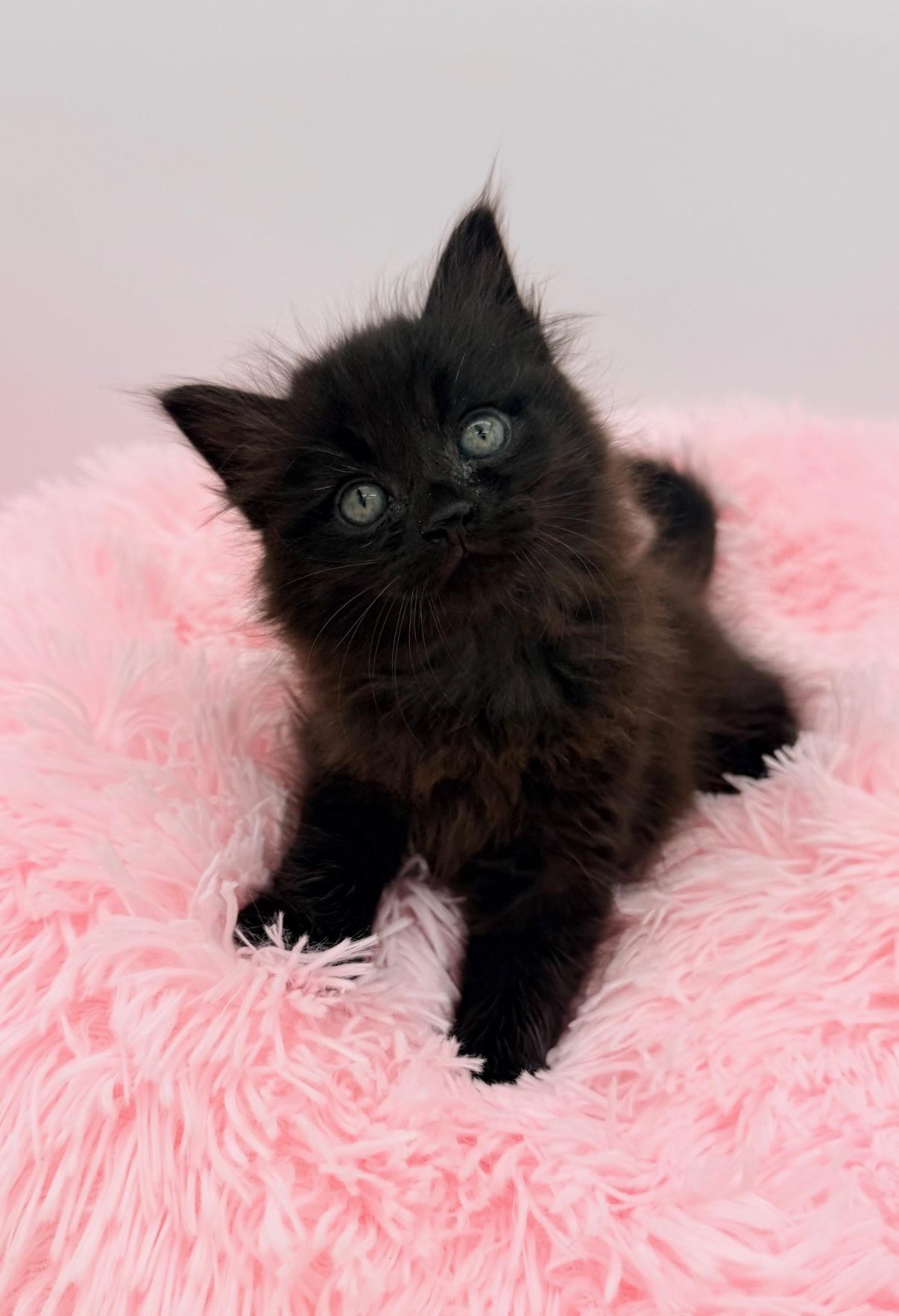 Redwood, an adopted Maine Coon in Covington, LA image 6/6