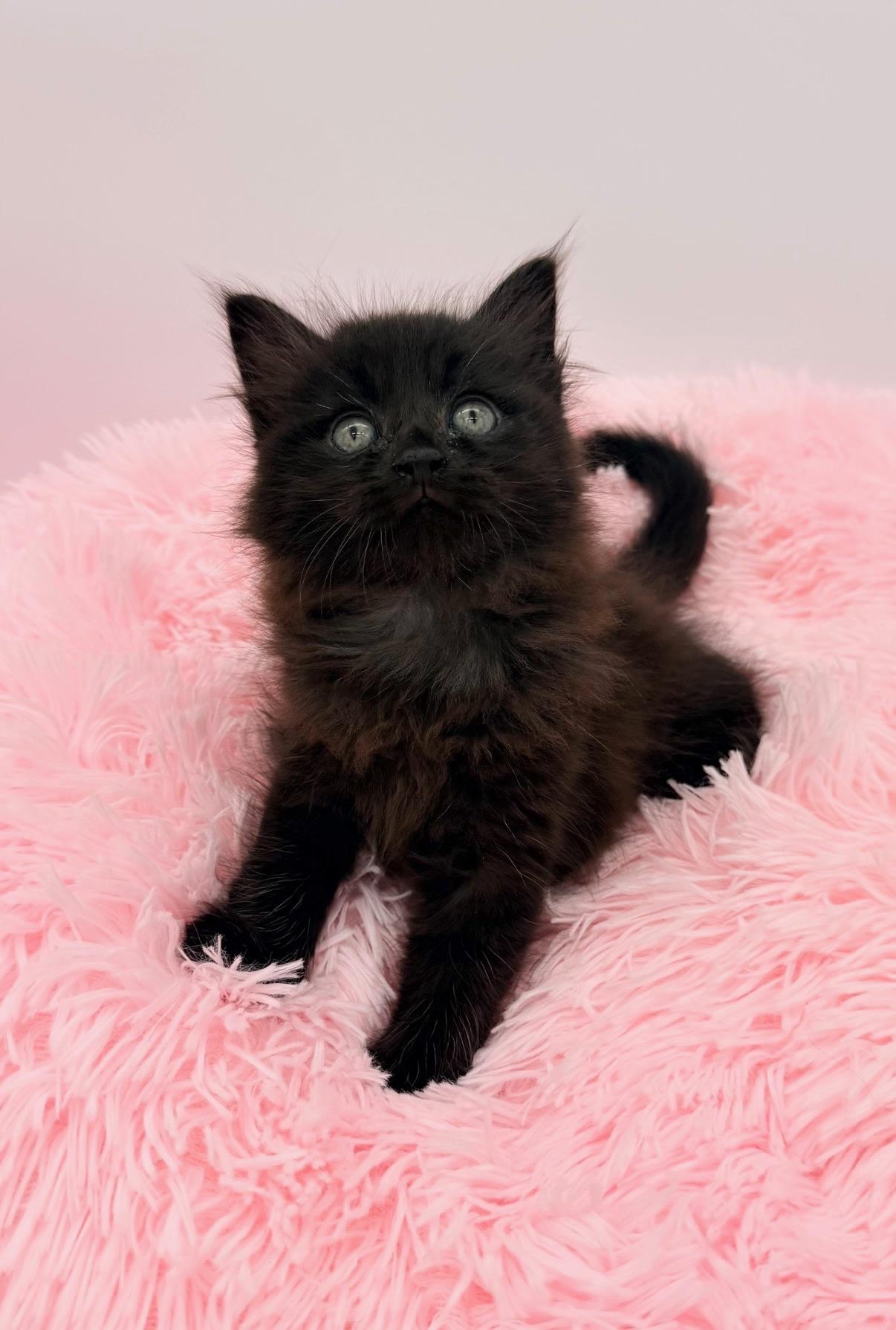 Redwood, an adopted Maine Coon in Covington, LA image 3/6