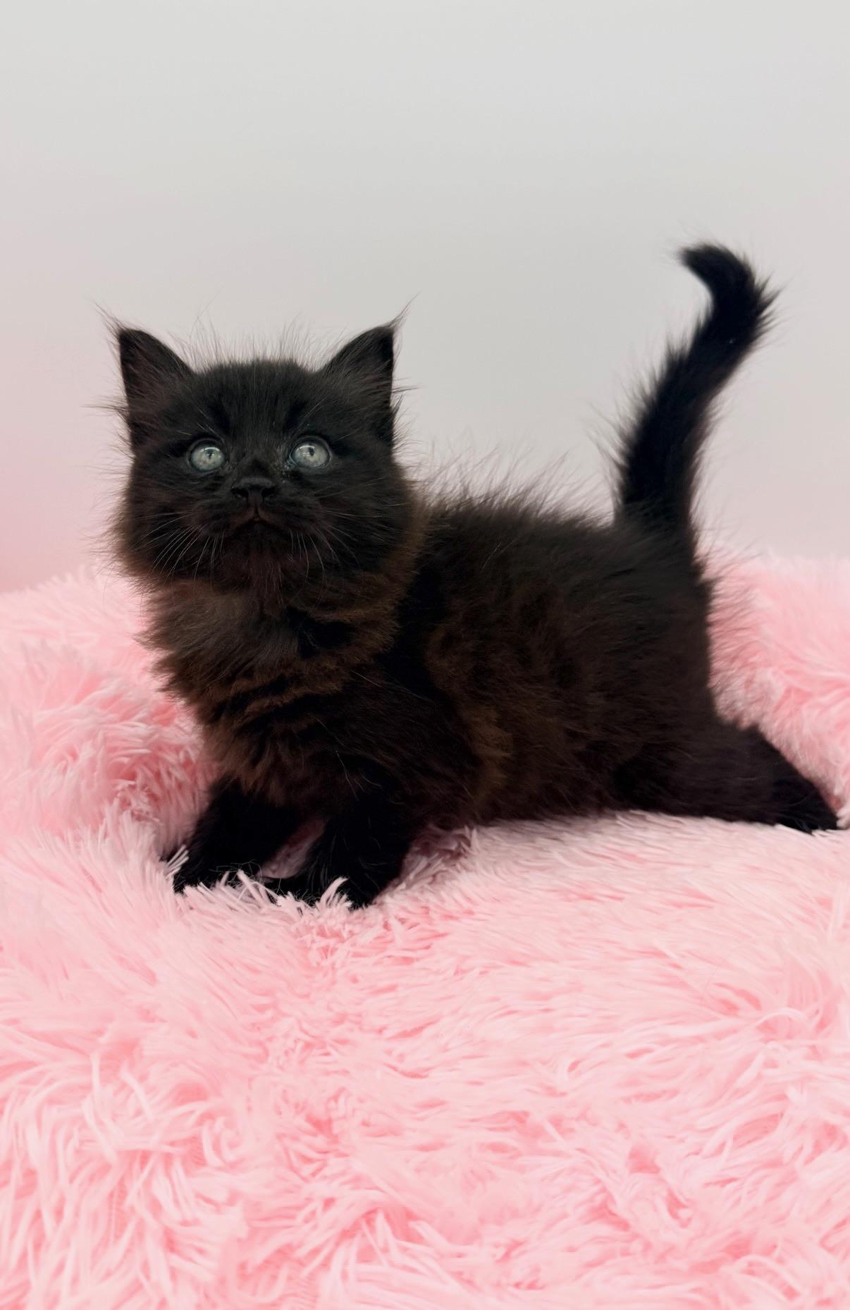 Redwood, an adopted Maine Coon in Covington, LA image 2/6