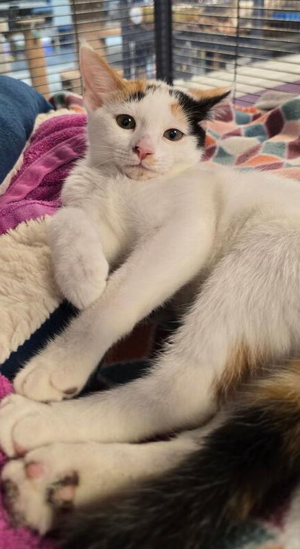 Inky, Adoptable, Kitten Female Domestic Short Hair.
