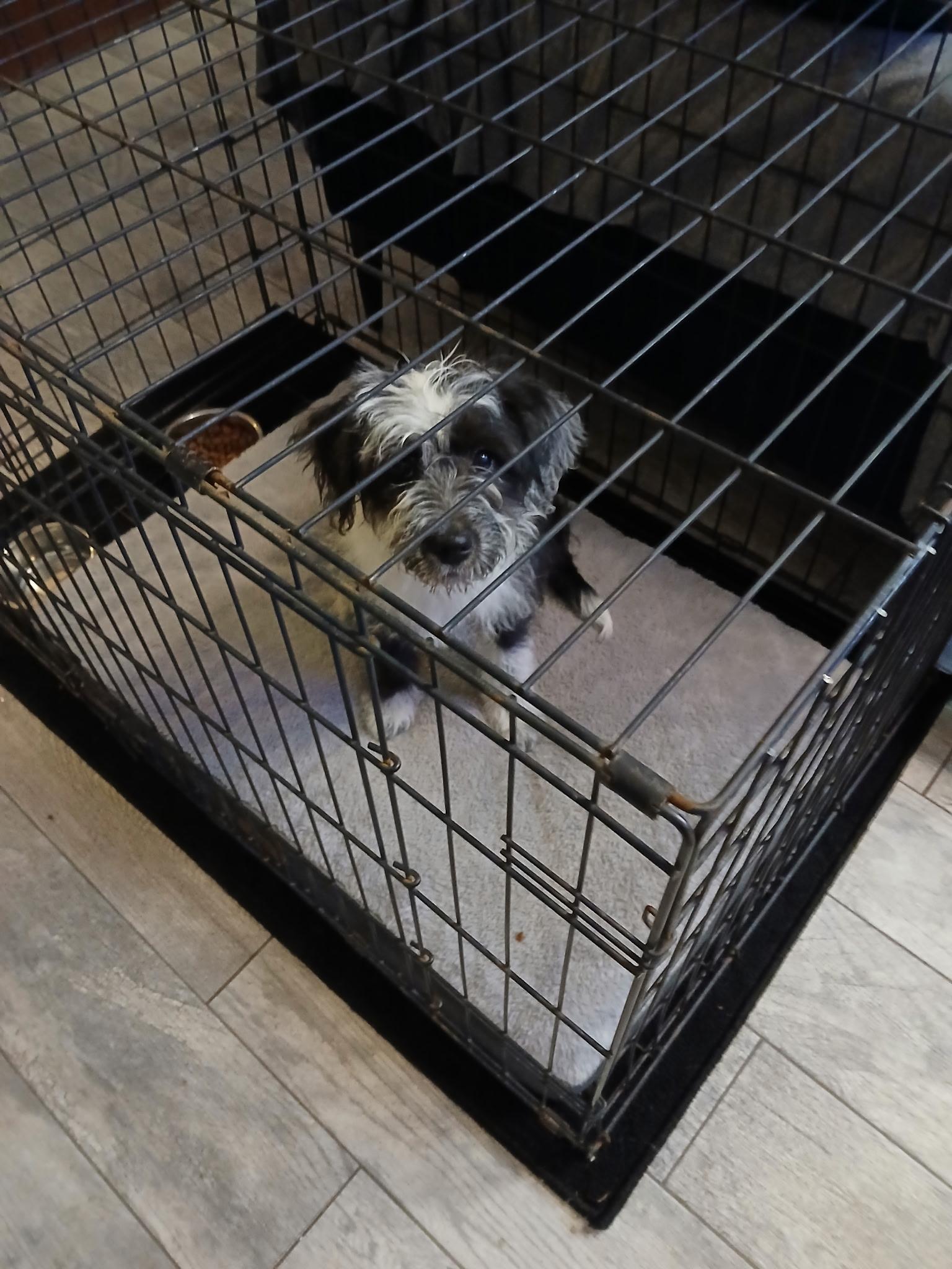 Lucy, adopted, Puppy Female Cairn Terrier & Miniature Schnauzer.
