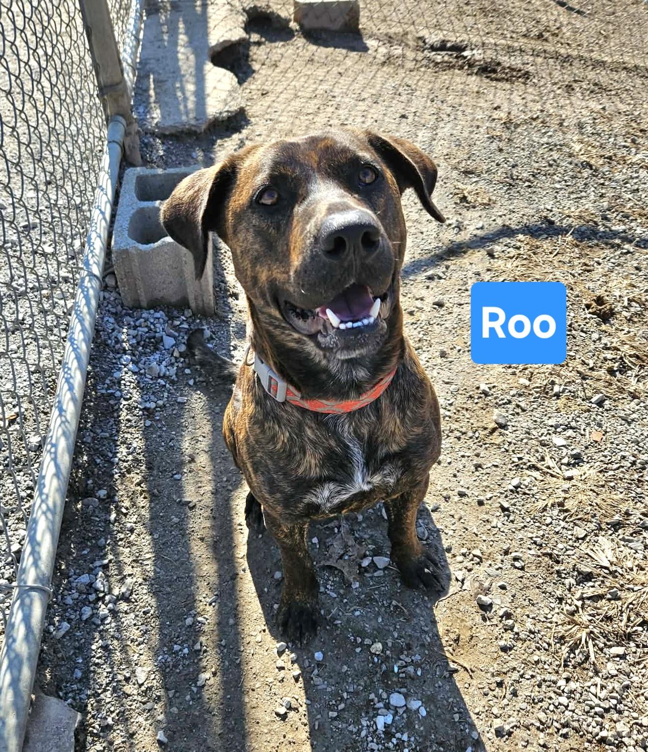 Roo, a ADOPTABLE mixed breed in Clinton, MO image 1/2