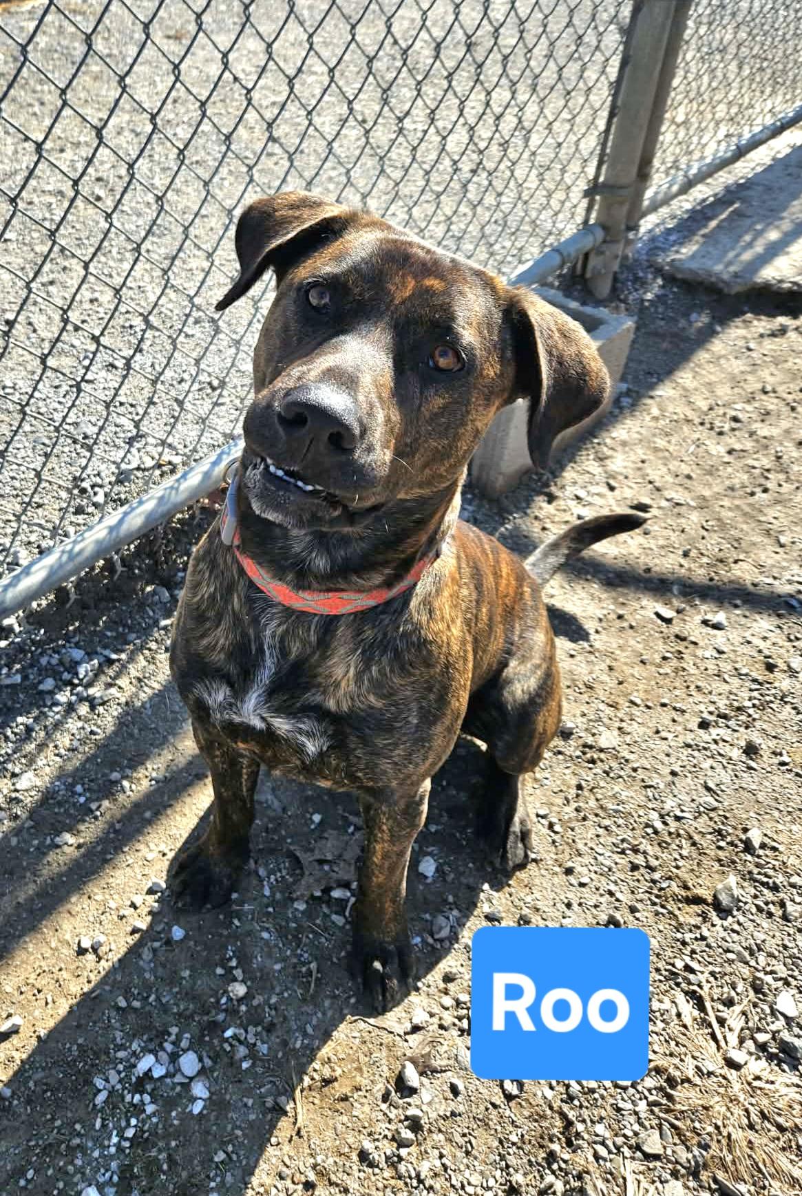 Roo, a ADOPTABLE mixed breed in Clinton, MO image 2/2