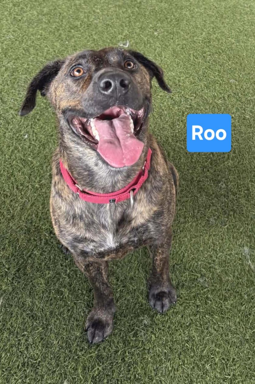 Enlarge Roo, a ADOPTABLE mixed breed in Clinton, MO image 1/3