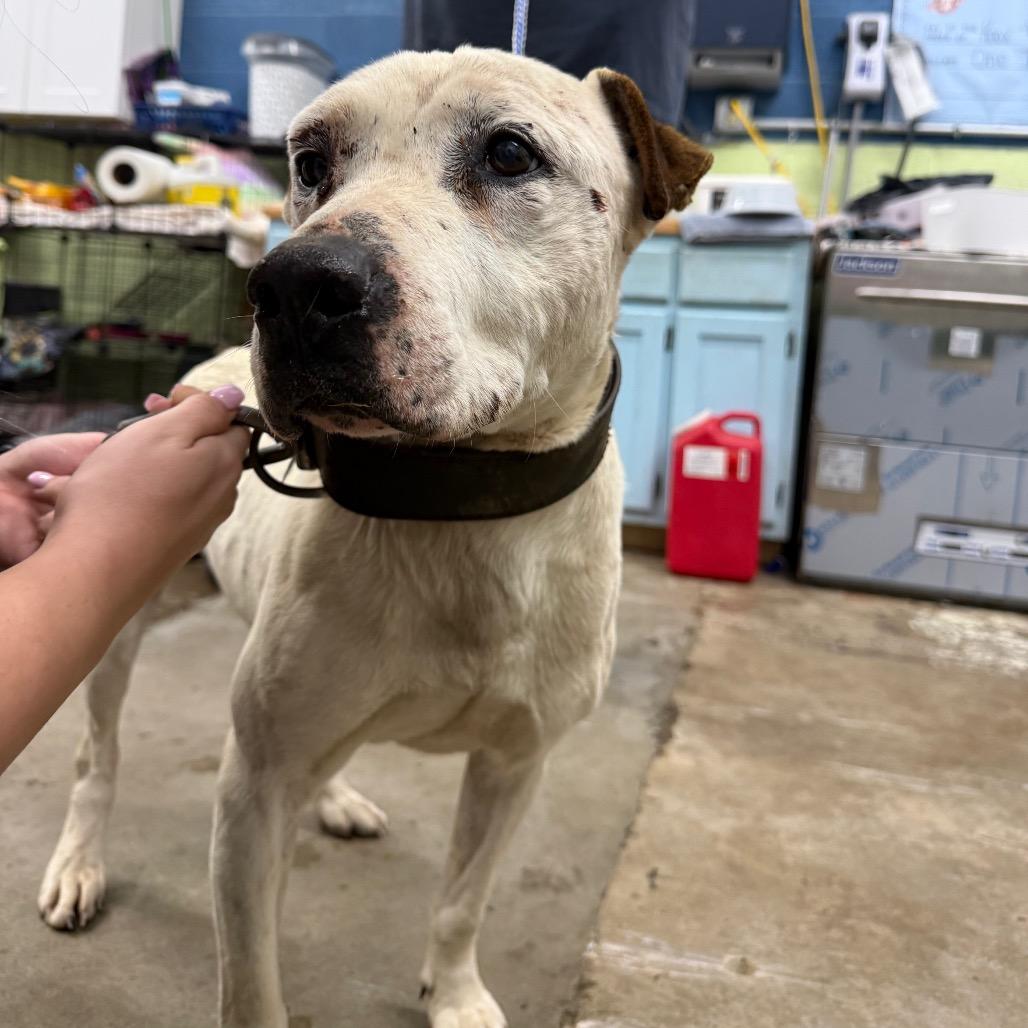 Hibachi, Adoptable, Adult Male Pit Bull Terrier.