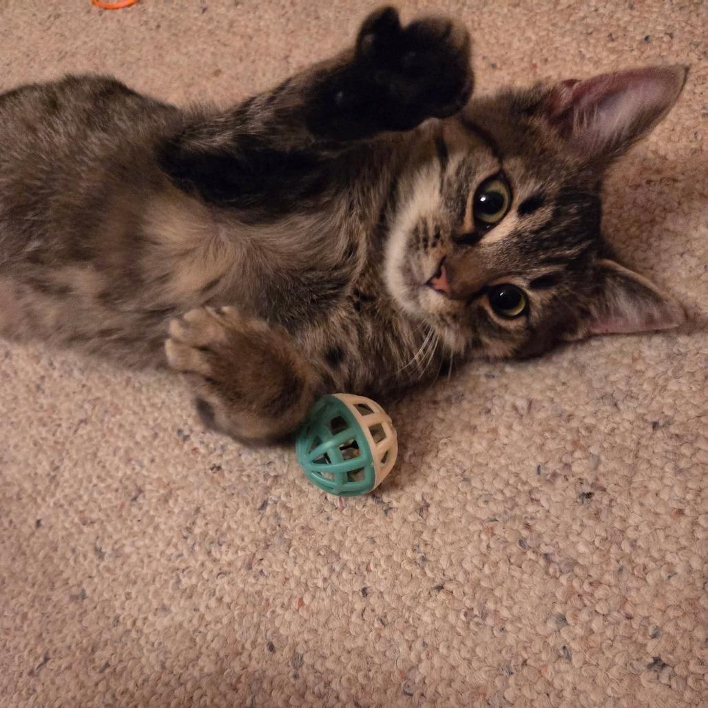 Jimma, Adoptable, Kitten Female Domestic Short Hair.