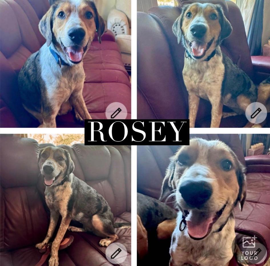 Enlarge Rosey, a ADOPTABLE mixed breed in canyon lake, TX image 1/1