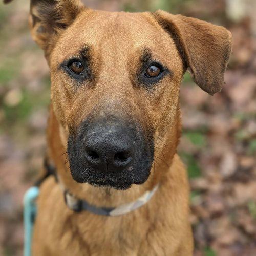Cooper, Adoptable, Young Male Cattle Dog & Labrador Retriever.