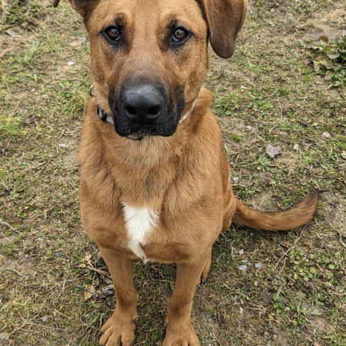 Enlarge Cooper, a Adoptable mixed breed in Leesburg, AL image 6/6