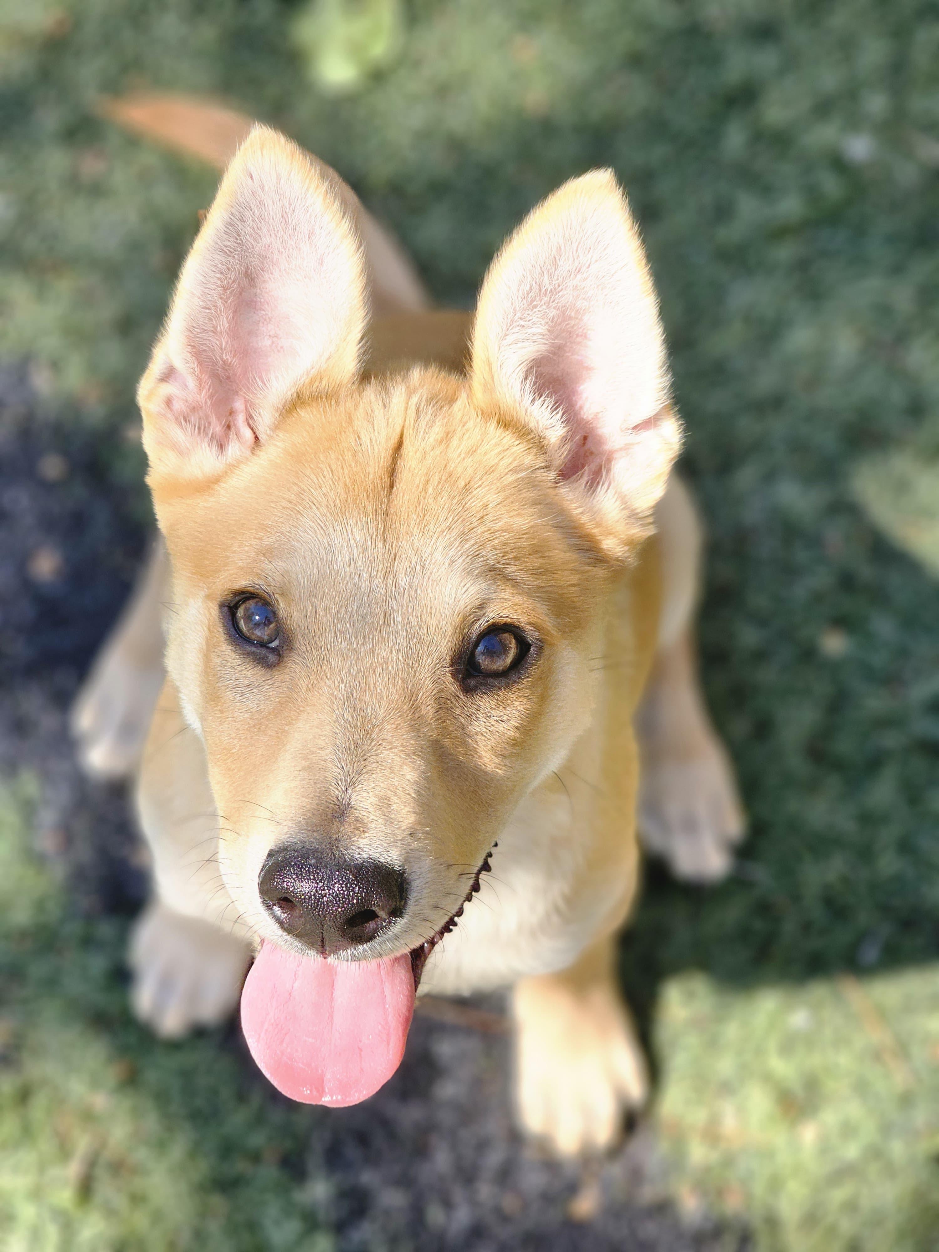 BISCUIT, ADOPTABLE, Puppy Male Labrador Retriever.