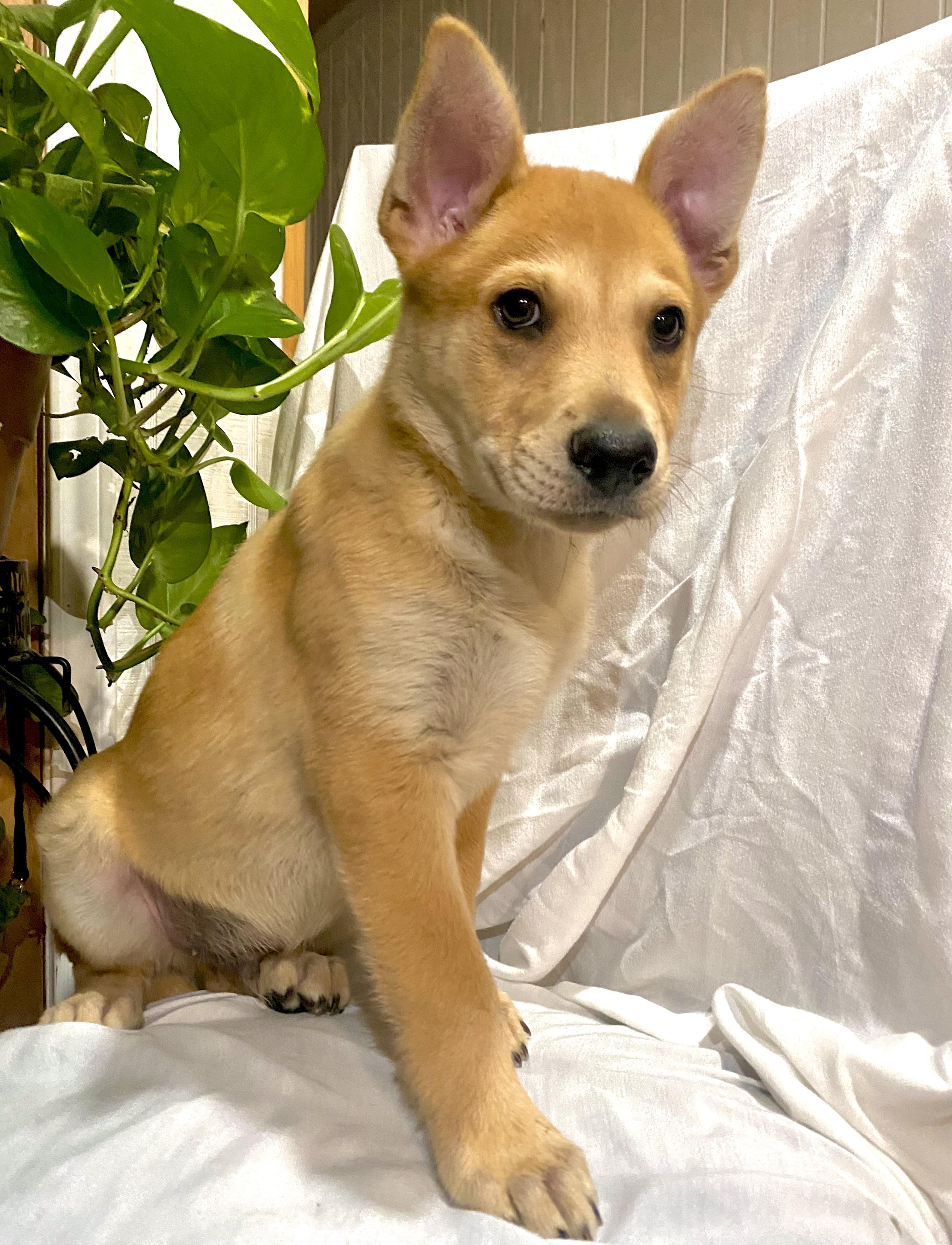 BISCUIT, ADOPTABLE, Puppy Male Labrador Retriever.