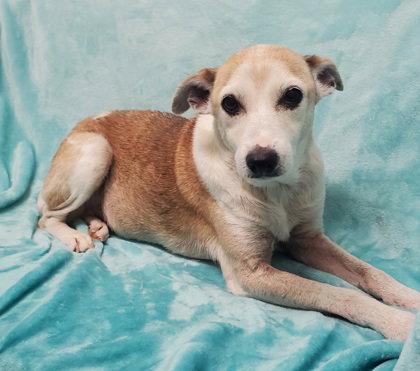 Lucille (7030), Adoptable, Senior Female Terrier.