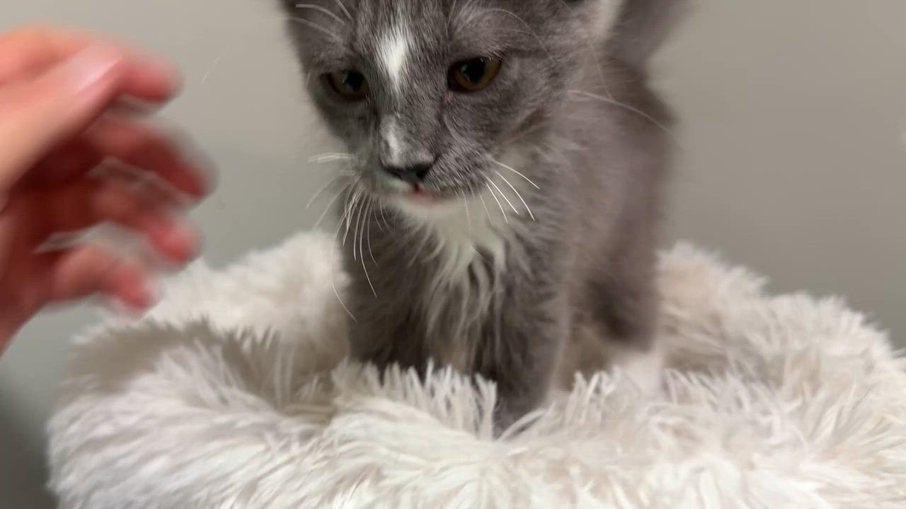 Enlarge Pepper, an adopted mixed breed in Parker, TX video 2/4