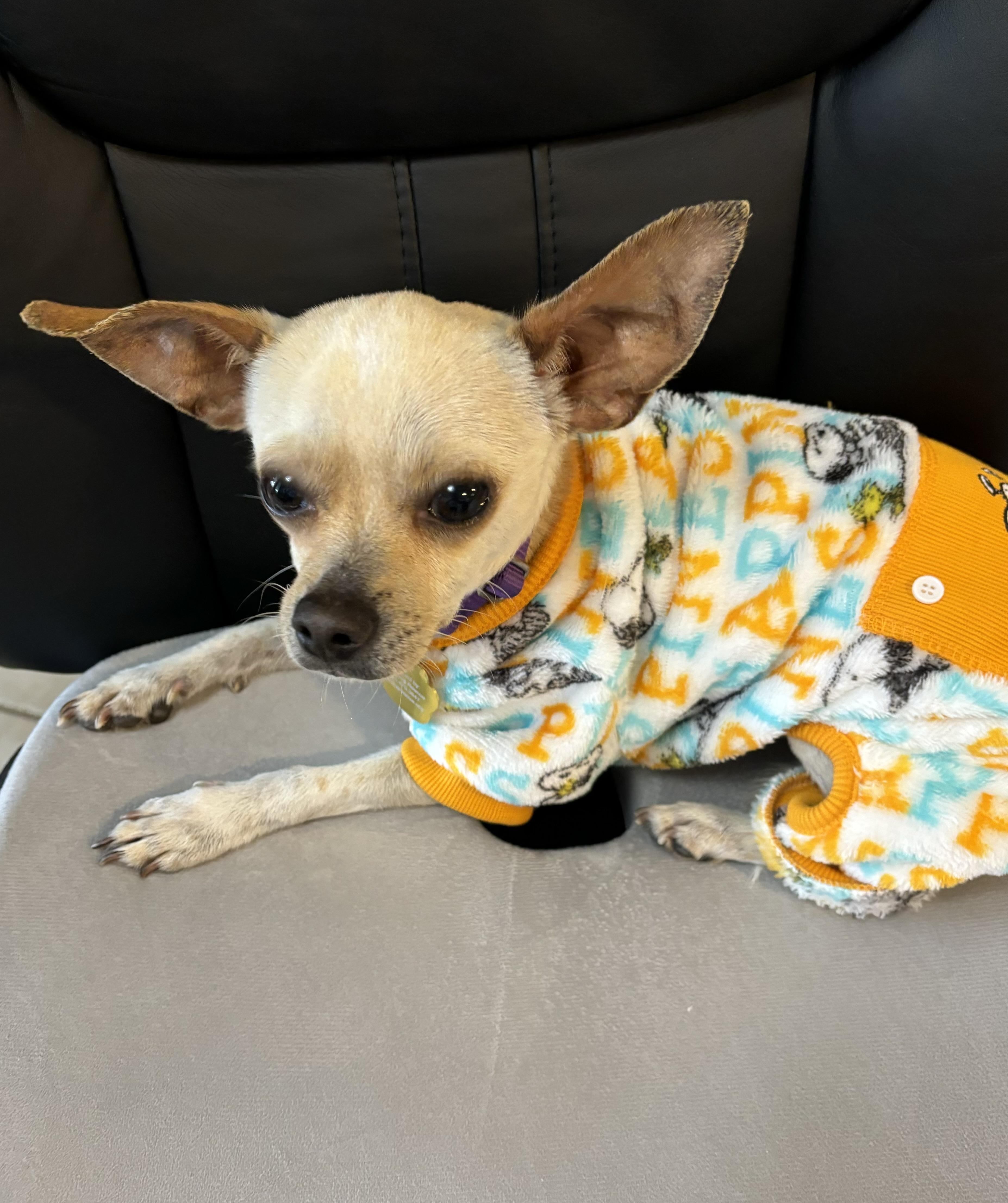 Enlarge Bendi, a Adopted Chihuahua in Houston, TX image 1/5