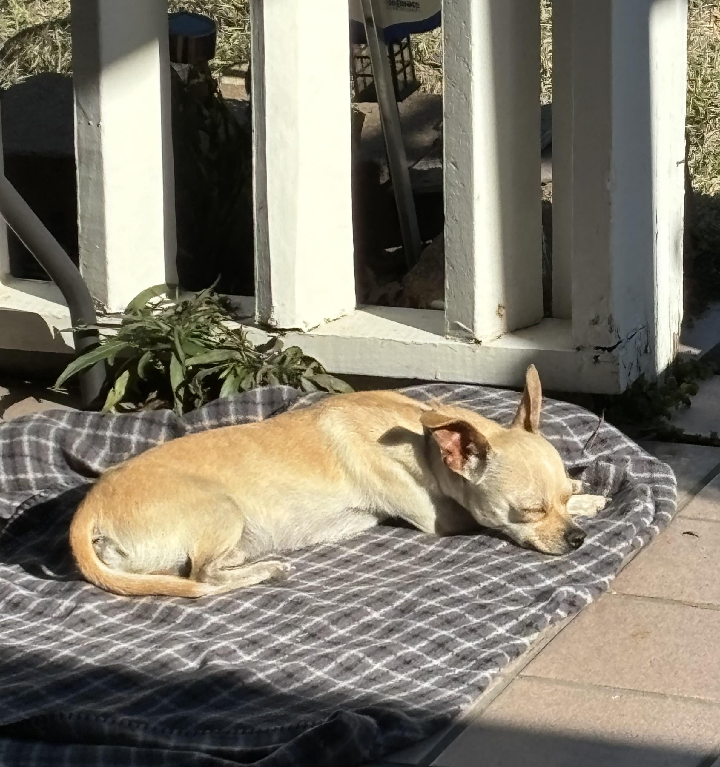 Enlarge Bendi, a Adopted Chihuahua in Houston, TX image 2/5