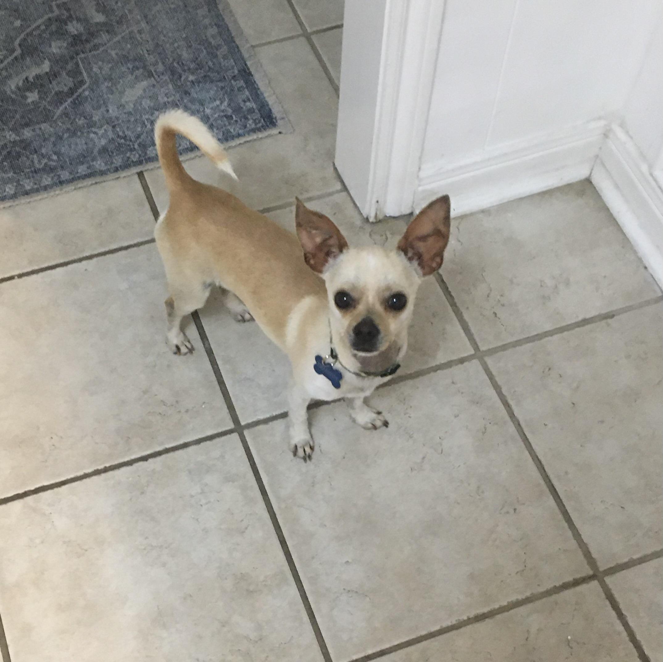 Enlarge Bendi, a Adopted Chihuahua in Houston, TX image 3/5