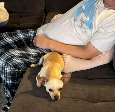 Enlarge Bendi, a Adopted Chihuahua in Houston, TX image 4/5