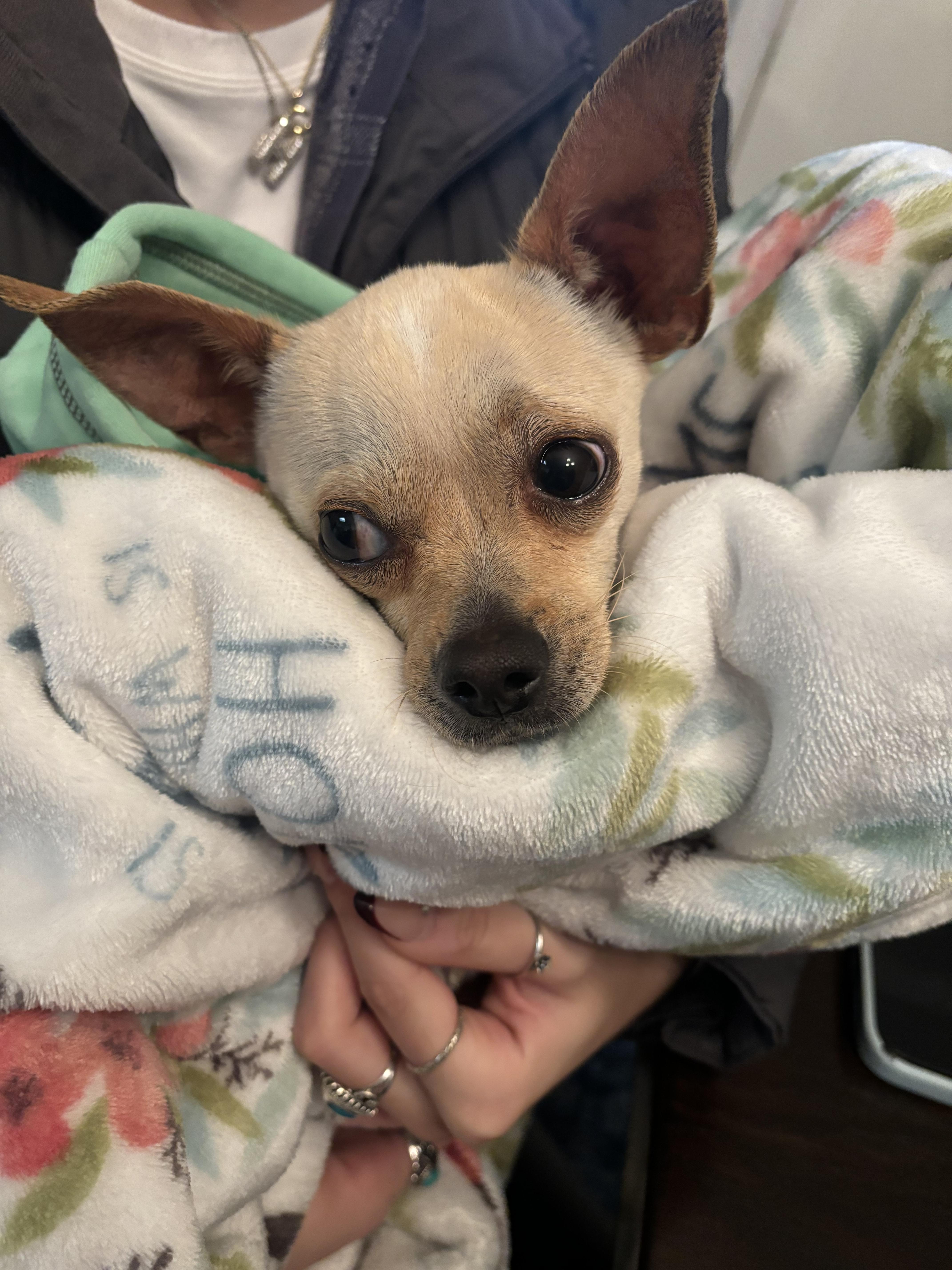 Enlarge Bendi, a Adopted Chihuahua in Houston, TX image 5/5