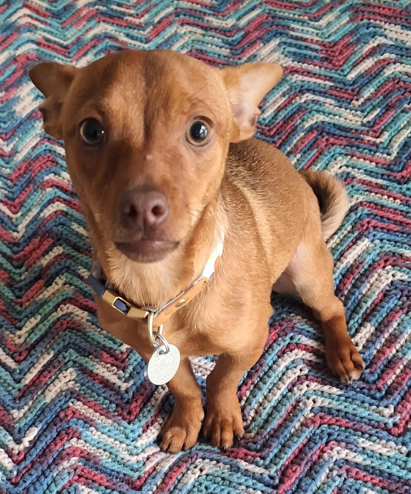 Rio, adopted, Young Male Toy Manchester Terrier.