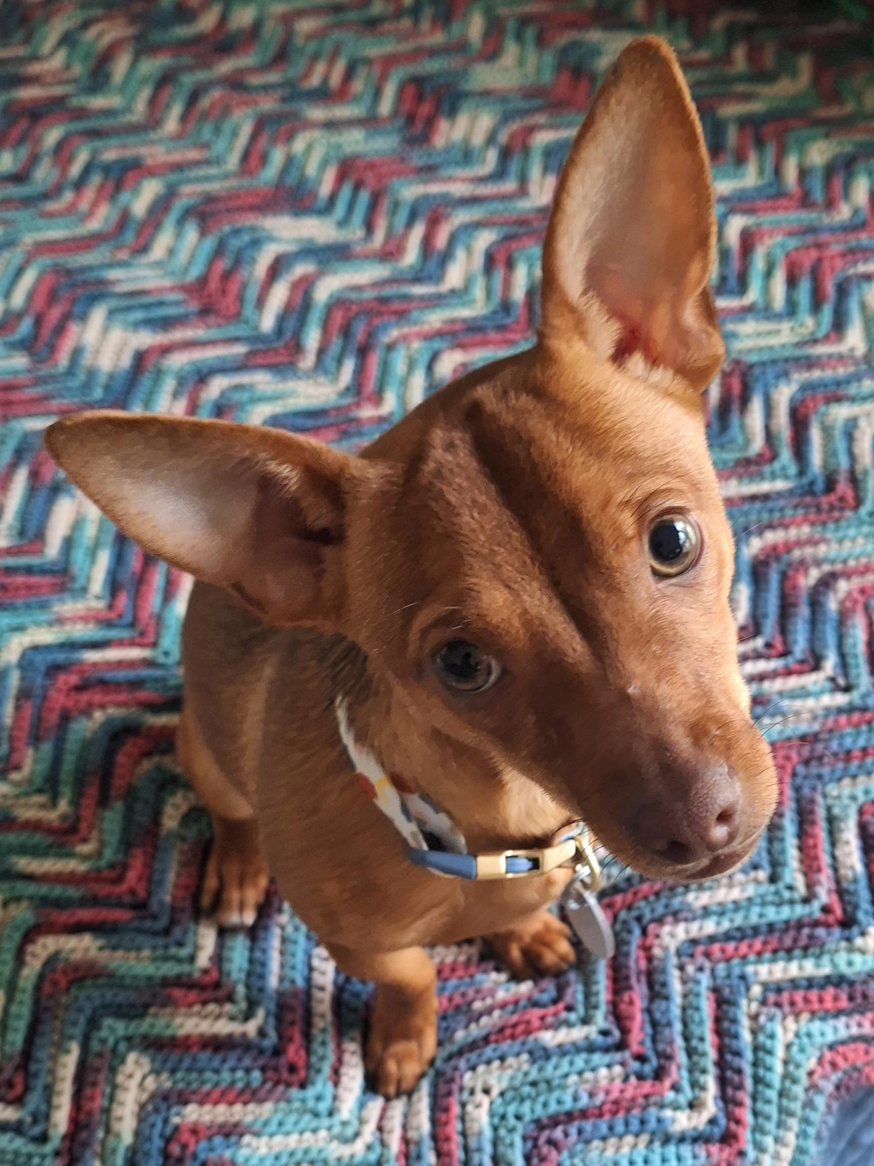 Rio, an adopted mixed breed in Melbourne, AR image 2/2