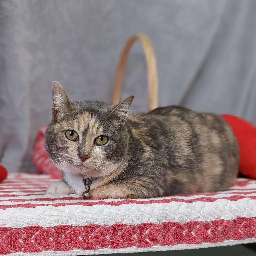 Enlarge Mazey, a Adoptable Domestic Short Hair in Mount Vernon, OH image 1/1