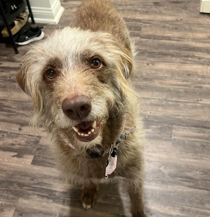 Vixen, ADOPTABLE, Adult Female Poodle & Terrier.