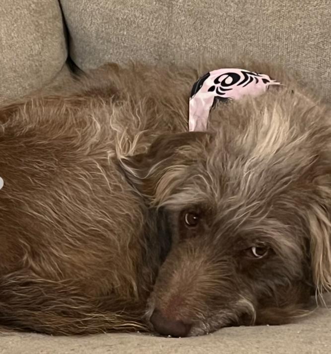 Enlarge Vixen, a ADOPTABLE mixed breed in TEMECULA, CA image 4/5