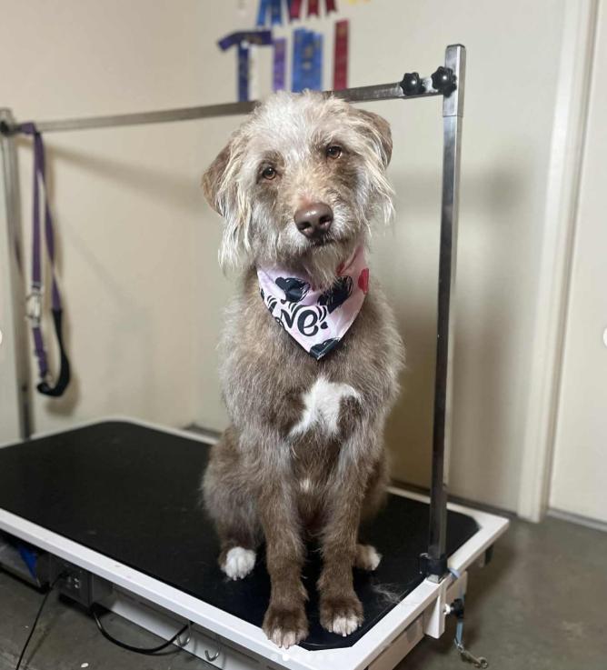 Enlarge Vixen, a ADOPTABLE mixed breed in TEMECULA, CA image 2/5