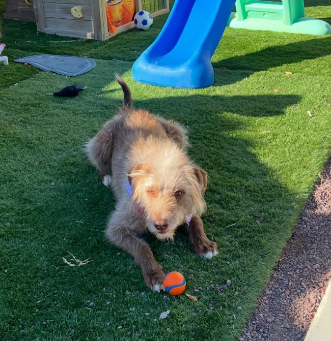 Enlarge Vixen, a ADOPTABLE mixed breed in TEMECULA, CA image 5/5