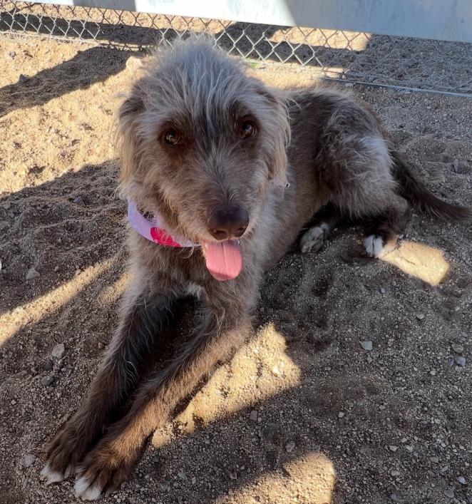 Enlarge Vixen, a ADOPTABLE mixed breed in TEMECULA, CA image 3/5